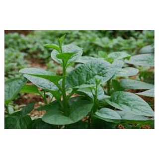 Hạt giống mồng tơi pd313 nhập khẩu- chuyên dụng.
