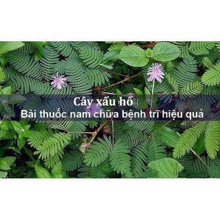 Cây mắc cỡ khô 1kg