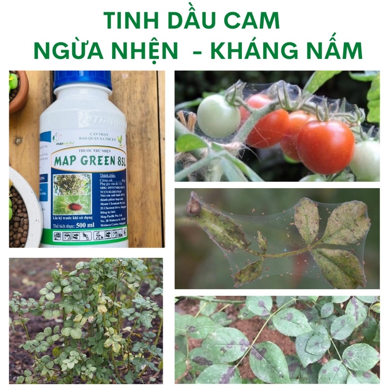 Tinh dầu cam:Hương thơm vỏ cam trị nhện đỏ