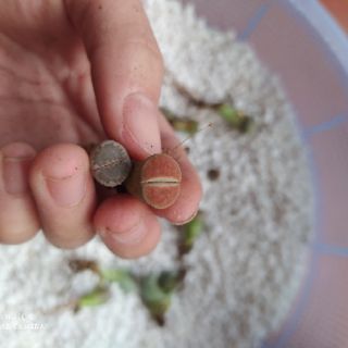 Sen lithops lẻ (sen mông)