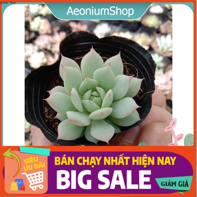 SEN ĐÁ RUBY TRẮNG size mini 8x8 cm thuần khí hậu sức sống cao đẹp 💪