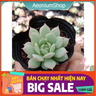 Sen Đá Ruby Trắng Size Mini, Xuất Xứ Đà Lạt, Lỗi 1 Đổi 1 💪 💪
