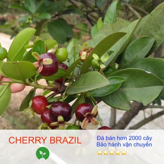 [Giống siêu tốt] Cây giống Cherry Brazil, khoẻ mạnh, dễ trồng, có bầu đất dinh dưỡng, bảo hành vận chuyển - Giá tại vườn