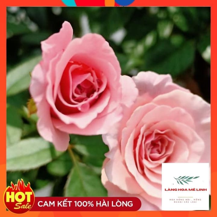 Hoa hồng leo Our Lady of Guadalupe Hoa có màu hồng, thơm nhẹ. Hoa rất sai , hoa quanh năm.🌷