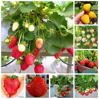 30 HẠT GIỐNG DÂU TÂY CHỊU NHIỆT - QUẢ TO - túi zip - Nảy mầm trên 80%