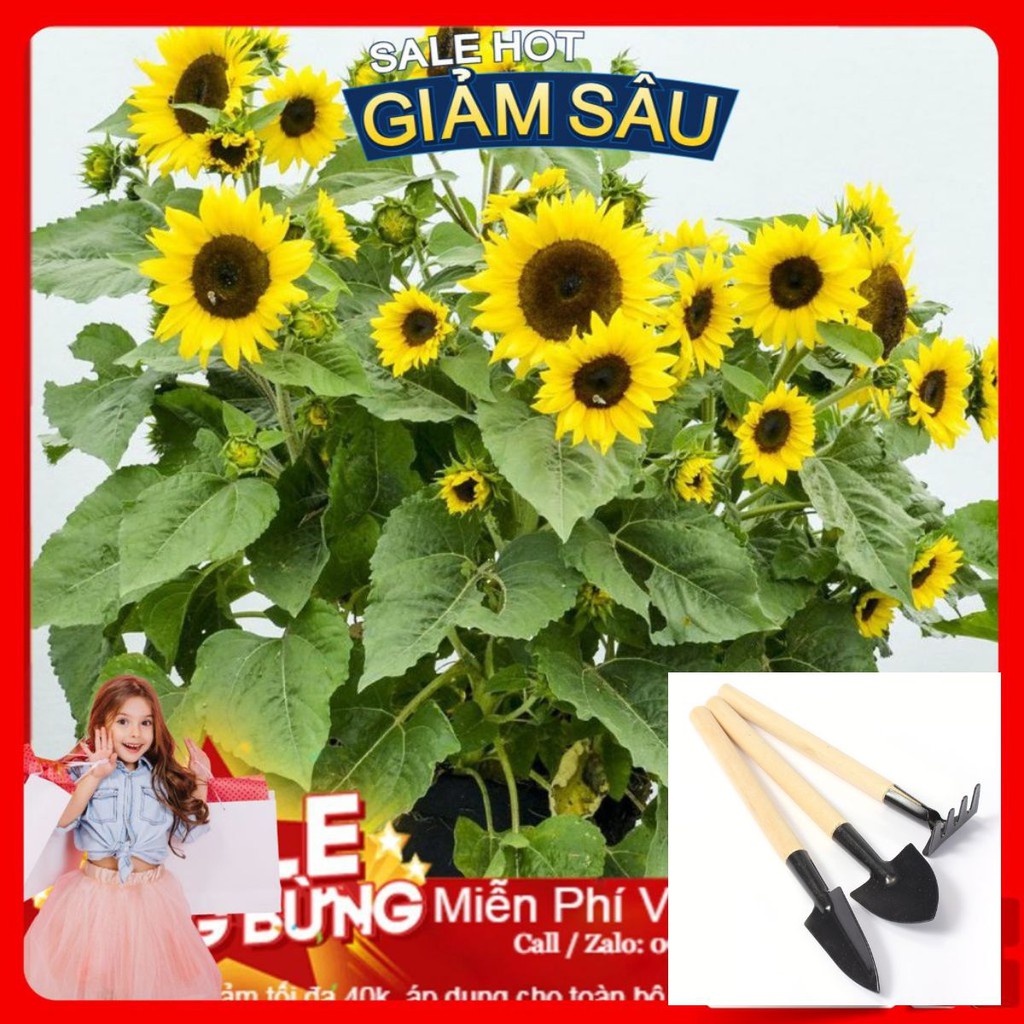Hạt Giống Hoa Hướng Dương Lùn - 15 hạt / Gói - Tặng Kèm Bộ Dụng Cụ Trồng Cây Mini