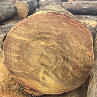 Cây gỗ lim xanh giống