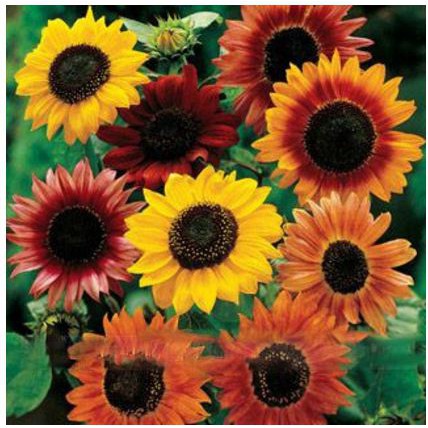 Hạt giống hoa hướng dương mix màu - 1 gói 30 hạt