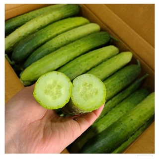 [SEEDS] DƯA LEO NẾP [NHẬP HÀN QUỐC]