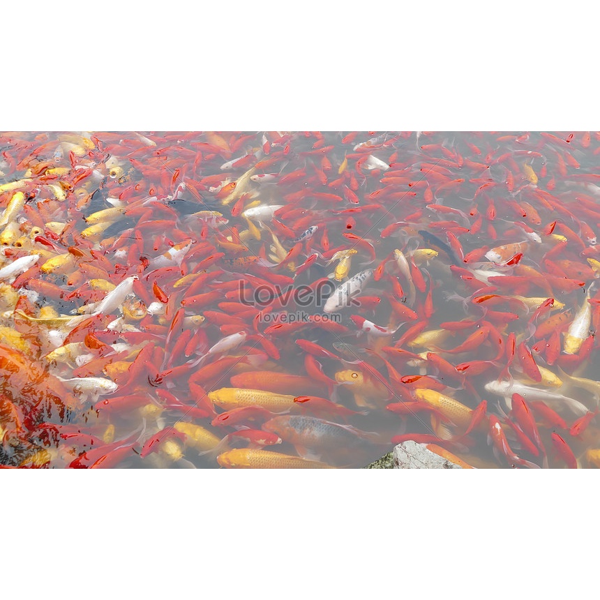 ANOVA Nova Minlec for fish-Bổ sung dinh dưỡng cao cấp, giúp cá khỏe mạnh mau lớn, Gói 1kg-Lonton store