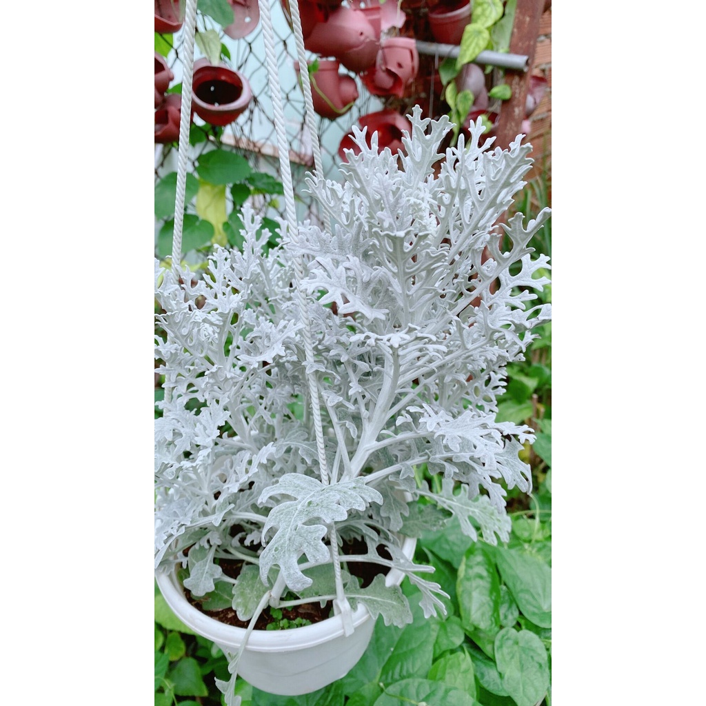 Cây Lá Bạc Lá Trắng