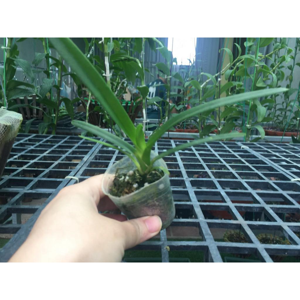 Lan kiếm hoàng long cây giống năm mốt