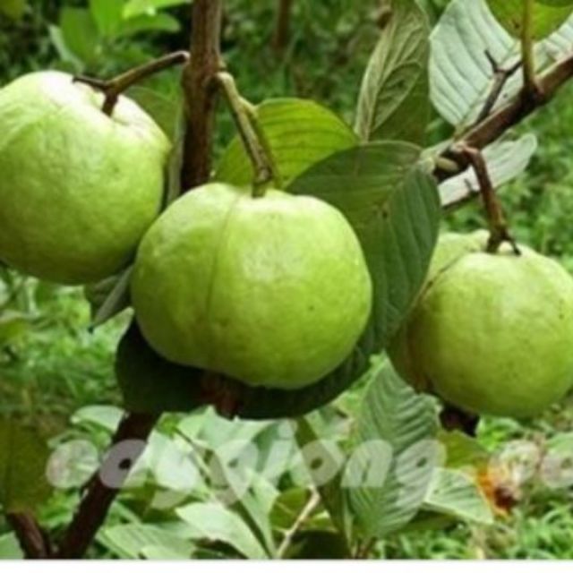 Ổi nữ Hoàng 28k/ nhánh