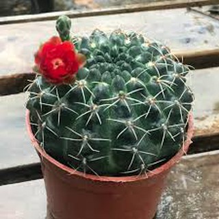cây sương rồng thần long size to , ra hoa màu đỏ