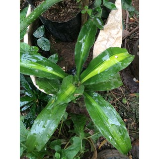 thiết mộc lan cây để bàn