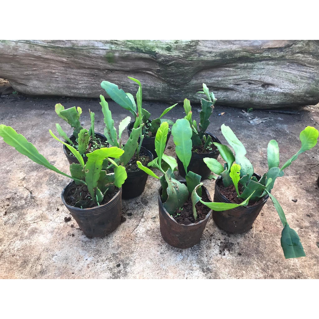Đại Nhật Quỳnh- Chậu Giống