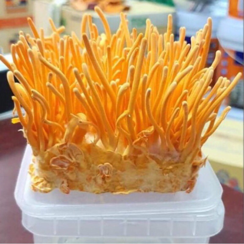 Đông trùng hạ thảo tươi 200g, nấm trùng thảo, PP Sâm Yến Thái An