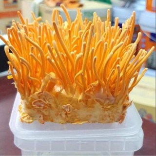 Đông trùng hạ thảo tươi 200g, nấm trùng thảo