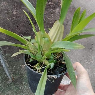 Vũ nữ mật ngọt sắp hoa