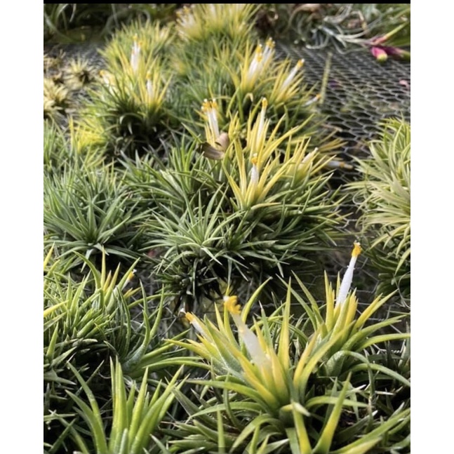 Cây Không Khí Ion Druid