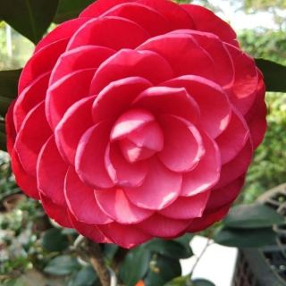 Combo 5 Cây Hoa Trà My