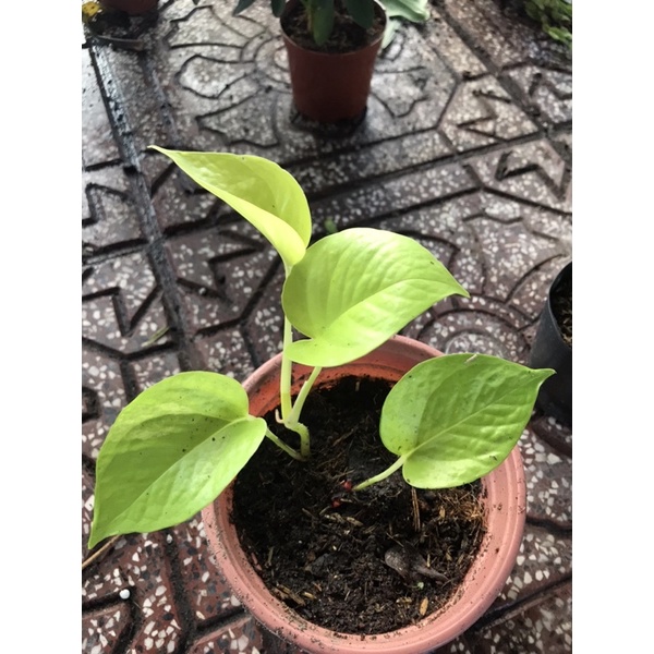 Trầu bà thái lá vàng mini, bầu đất