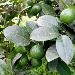 Phân trùn quế 5kg - Phân TỐT - Giá RẺ