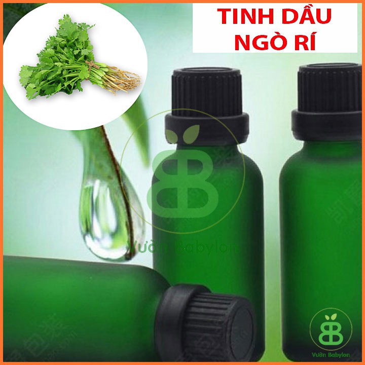 Hạt Giống Ngò Rí (Rau Mùi) Rạng Đông 20gr