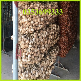 [ Sẵn HCM] 500g Tỏi ta khô Kinh Môn loại 1 củ to đều để được lâu