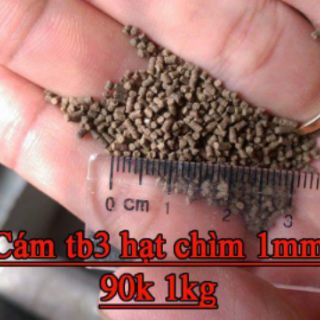 Cám tomboy hà nội