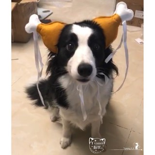 MŨ ĐÙI GÀ CHO CHÓ MÈO THÚ CƯNG