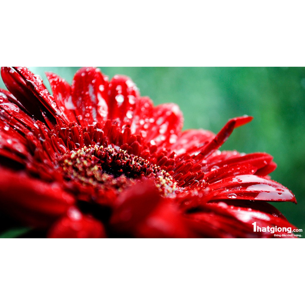 Hạt giống Hoa Hướng Dương Đỏ - MUA 3 TẶNG 1 CÙNG LOẠI