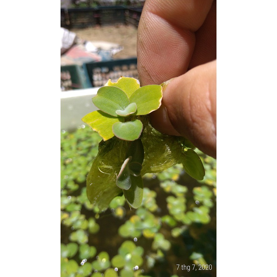 Bèo cái nhật mini - Cây thủy sinh