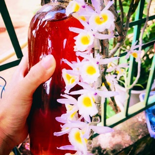 Mật ong hoa cà phê Đăk Lăk 2 lit