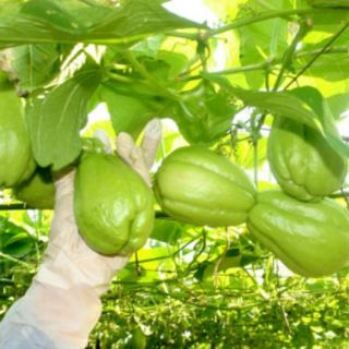 Cây giống su su(28k/1 cây)