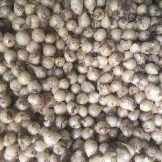 NÉN (HÀNH TĂM) COMBO 10KG/450K