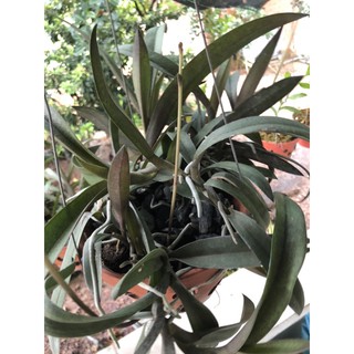 lan tiểu hồ điệp rừng