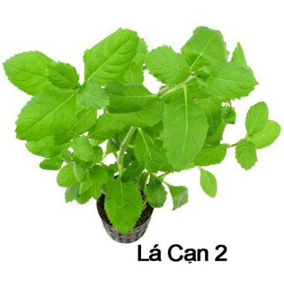 cây thủy sinh thủy cúc dễ trồng