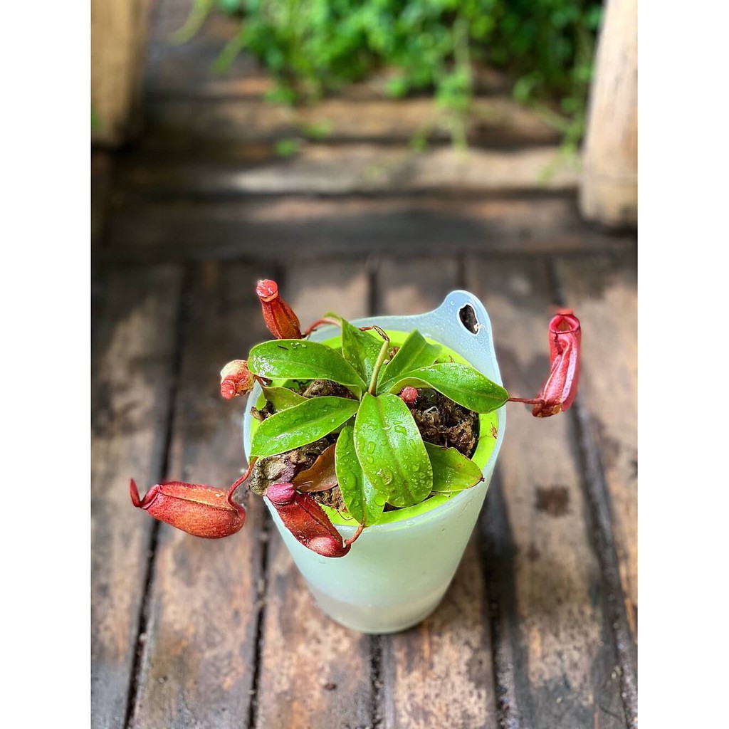 Cây Nepenthes ventrata Upper Pitcher (cây Nắp Ấm Đỏ) chậu thuỷ sinh 2 lớp