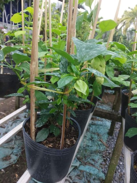 Cây Huyền Trân Công Chúa