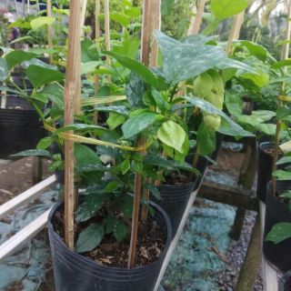 Cây Huyền Trân Công Chúa(tặng kèm phân bón)