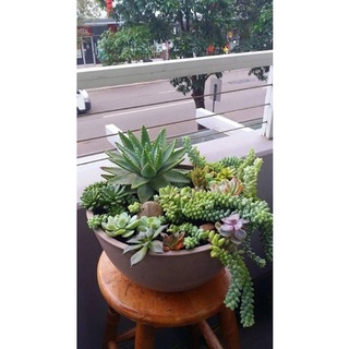 Combo 20 sen đá + giá thể trồng sen đá