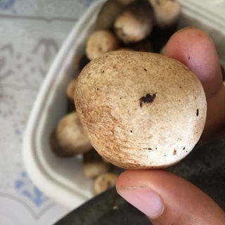 Nấm Rơm Việt Nam