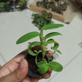 Hoa lan phi điệp chớp Mỹ lai