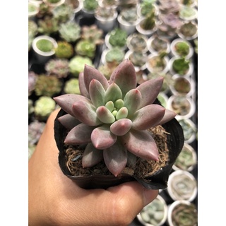 Sen đá kim cương tím size bầu 5cm hư 1 đổi 1