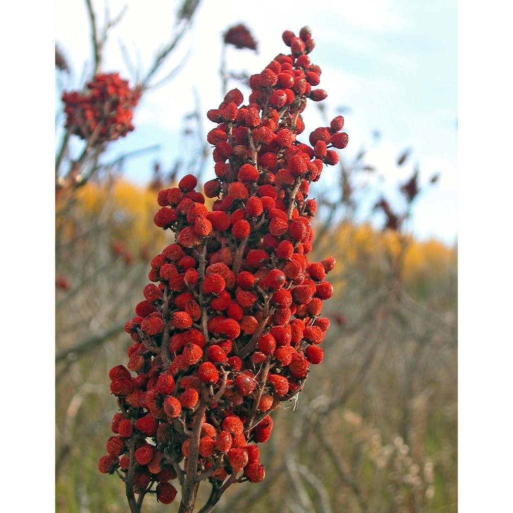 500g Sumac - Bột Sumac