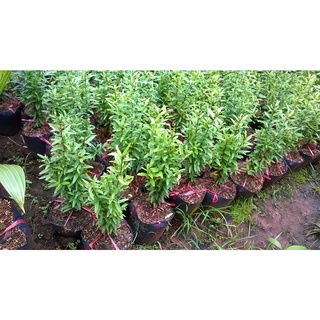 CÂY GIỐNG LỰU BẠCH MINI [ TRỒNG CHẬU ĐƯỢC, HÌNH THẬT ].