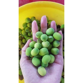 Sen tươi Đồng Tháp đã tách gương nguyên hạt1kg.