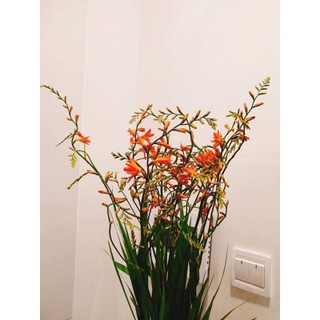 [củ giống] 10 củ hoa dơn lúa (Lay ơn lúa) - Lay ơn rừng trồng khoảng 5 tháng cho hoa - Trang Flower