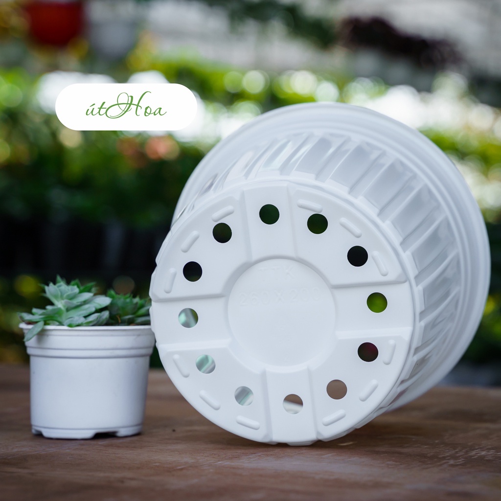 10 chậu nhựa trắng T26  trồng cây nhựa cao cấp